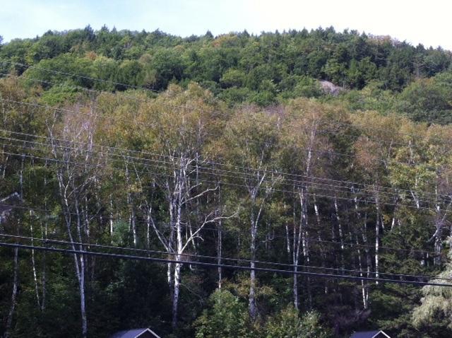 נורת' וודסטוק Maple Lodge Cabins מראה חיצוני תמונה